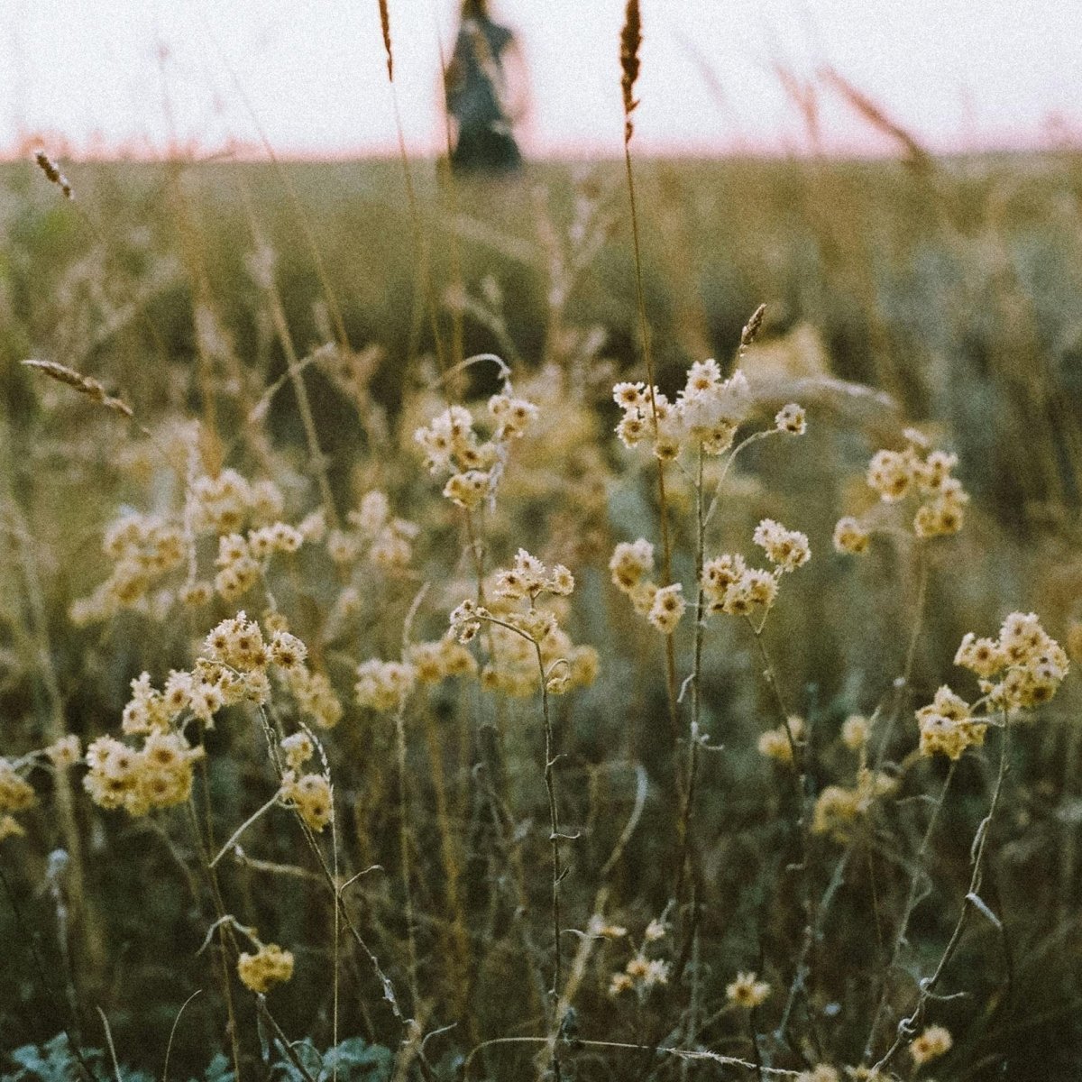 All Natural Bar Soap— Hand Poured Artisanal 'Into the Prairie' - Ghost Flower Beauty