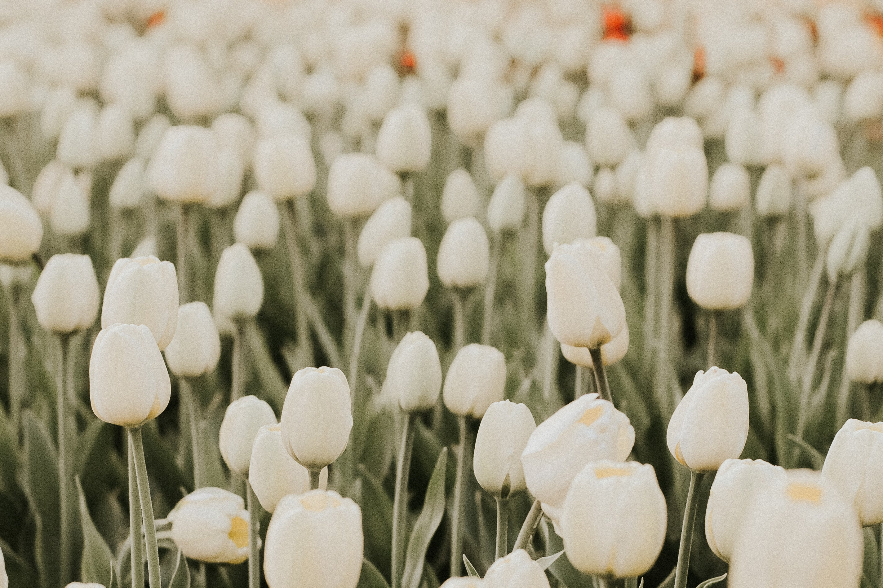 A beautiful field full of white tulips.