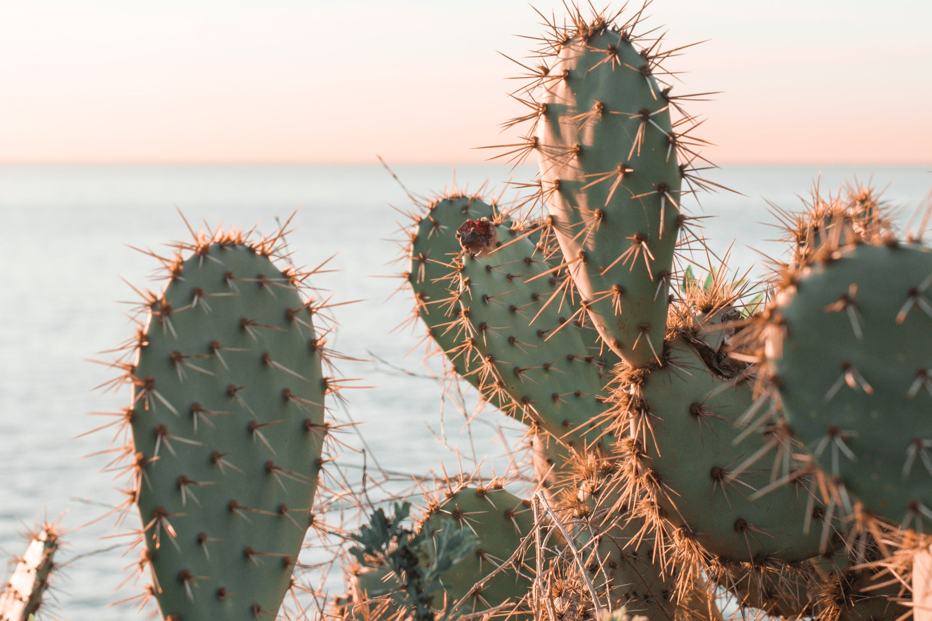 The beautiful sunlight from the sunset catches thorns of cacti along waterfront.